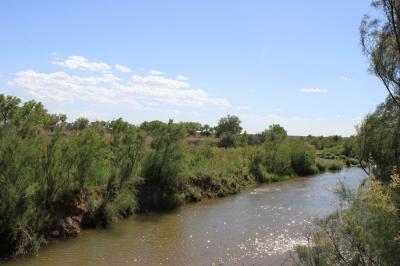 Bosque Wild