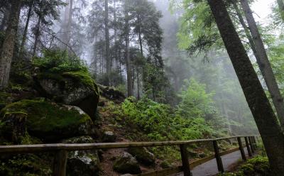 Black Forest